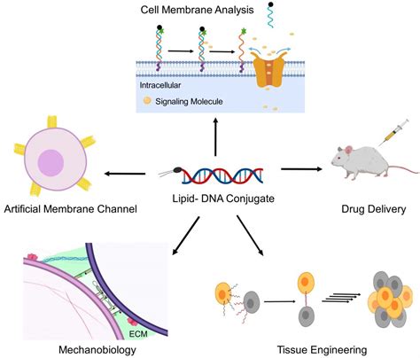 Graphical abstract – YOU Research Group – Nucleic Acid Chemistry and ...