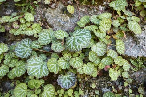 Saxifrage varieties: the most beautiful at a glance - Plantura