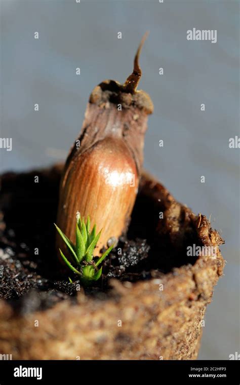 seeds from Araucaria araucana Stock Photo - Alamy