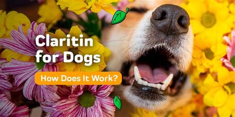 Claritin for Dogs — Can It Work for Allergies In Dogs? – Innovet Pet