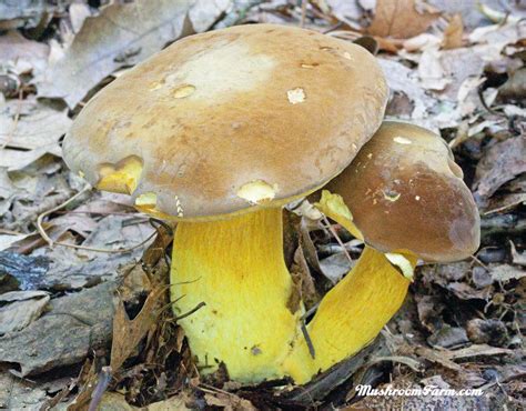 Boletus auripes