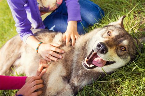 5 Great Dog Breeds for Large Families | Greenfield Puppies