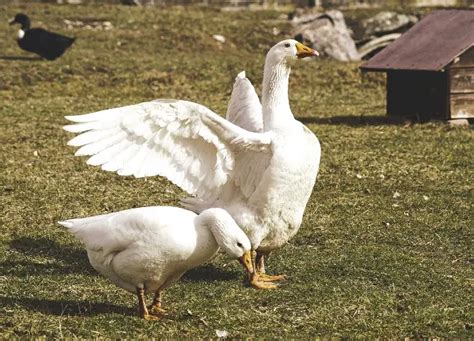 Ducks Vs. Geese - What's The Difference? - ChickenMag