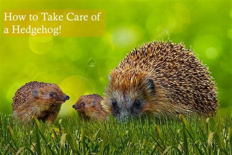 Hedgehog Care: Basic Tips for a Happy Life | Hedgehog Care 101