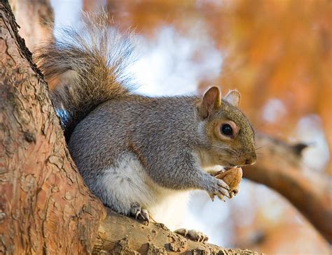 The News For Squirrels: Squirrel Facts: The Acorn