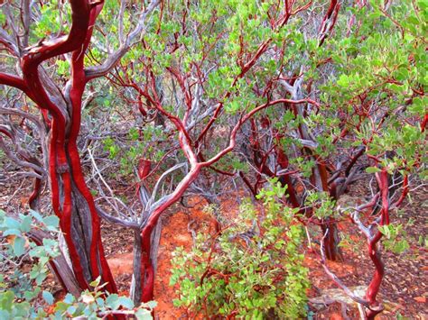 Beautiful Manzanita trees - Beautiful places. Best places in the world. Shut up and take me there!