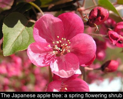 The Japanese apple tree: a spring flowering shrub