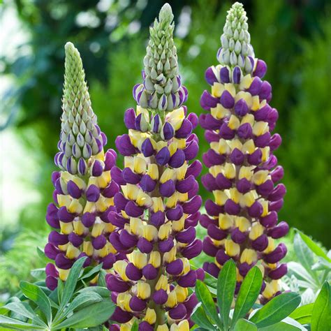 US$ 0.80 - BELLFARM 15PCS Lupinus 20 Types of Lupine Perennial Flowers Seeds, Red Orange Yellow ...