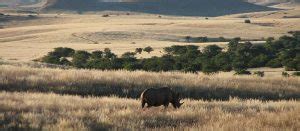 Black Rhino Facts, Habitat, Population in Wild, Conservation