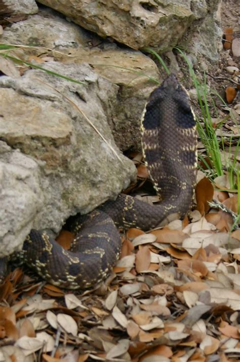 Tour My Texas: "What kind is it?" -- Snakes in Texas