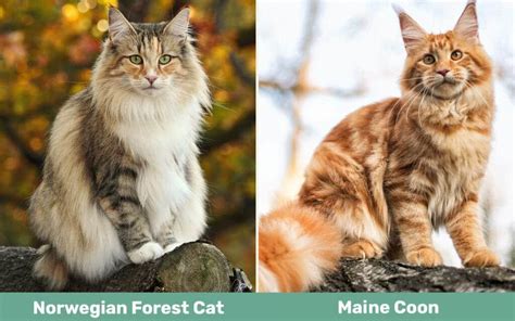 Norwegian Forest Cat vs. Maine Coon: The Differences (With Pictures) - Catster