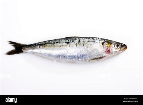 Sardine (Sardina pilchardus Stock Photo - Alamy