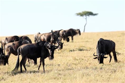 Herd of wildebeest Stock Photos, Royalty Free Herd of wildebeest Images | Depositphotos®