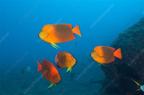 Clarion Angelfish - Stock Image - C031/9079 - Science Photo Library