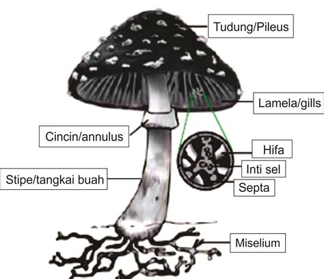 Mikrobiologi Dasar (Morfologi Jamur)