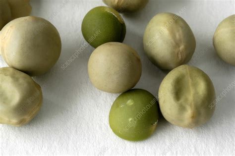 Pea Seeds - Stock Image - C012/8701 - Science Photo Library