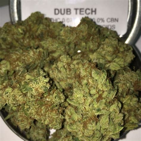 Og Kush | Top Kush Suppliers