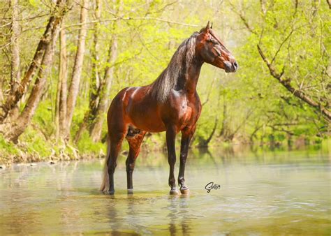 Rocky Mountain Horses