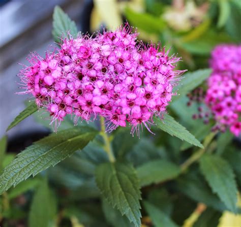 Florez Nursery: Spiraea japonica 'Anthony Waterer'