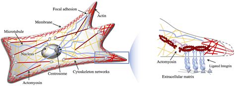 Physicists model cell migration to learn how cancer cells navigate tissue