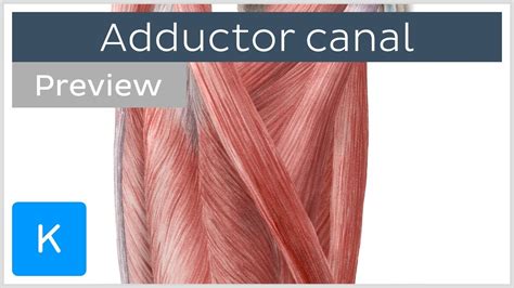 Adductor Canal