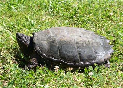 State advises Oregonians to watch out for snapping turtles • Oregon Capital Chronicle