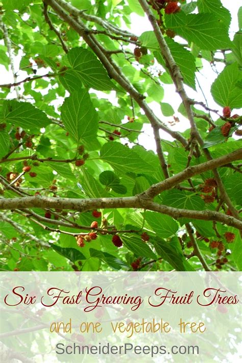 Six fast growing fruit trees {and one vegetable} | SchneiderPeeps