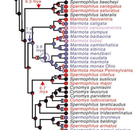 How genetics and social games drive evolution of mating systems in mammals