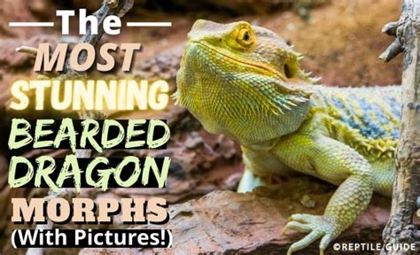 22 Types of Bearded Dragon Morphs & Colors (With Pictures!)