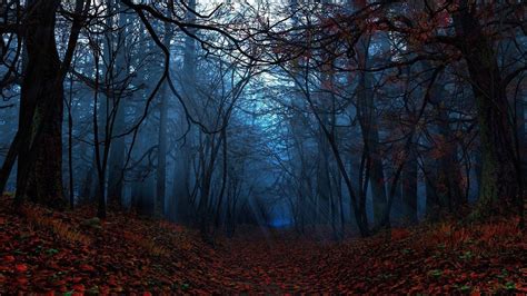 Spooky Forest Wallpapers - Top Free Spooky Forest Backgrounds ...