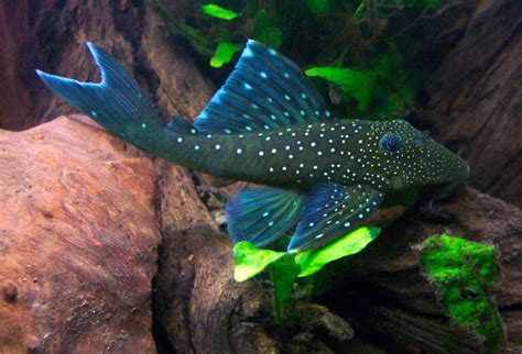 L128 Blue Phantom Pleco - Skrautfiskar.is