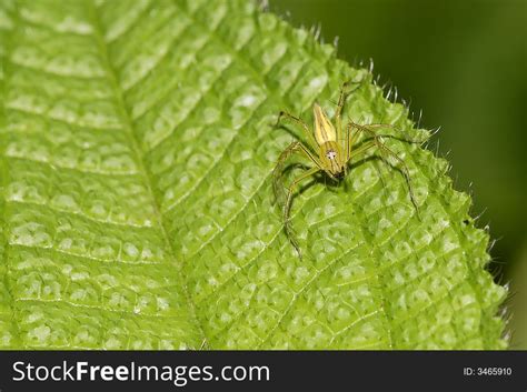 1+ Spider veins face Free Stock Photos - StockFreeImages