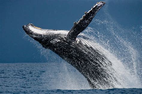 Humpback Whale Facts for Kids - Brisbane Kids