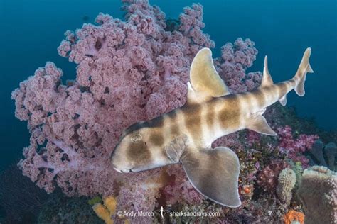 Japanese Bullhead Shark - Heterodontus japonicus