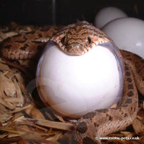 Egg Eating Snake - Dasypeltis fasciata, medici and scabra