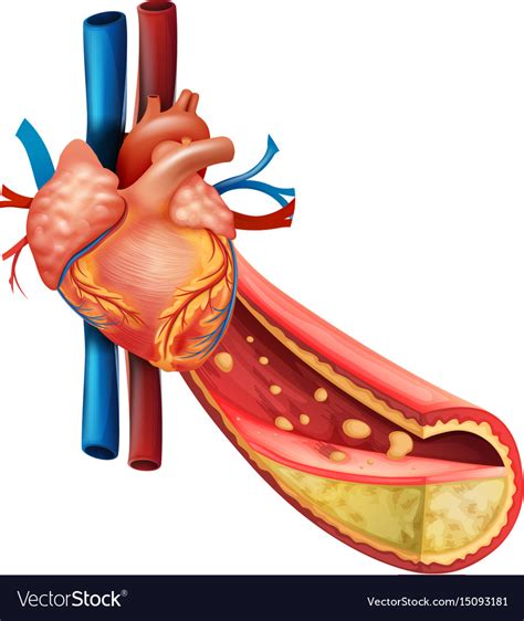 Diagram showing human heart and fat veins Vector Image