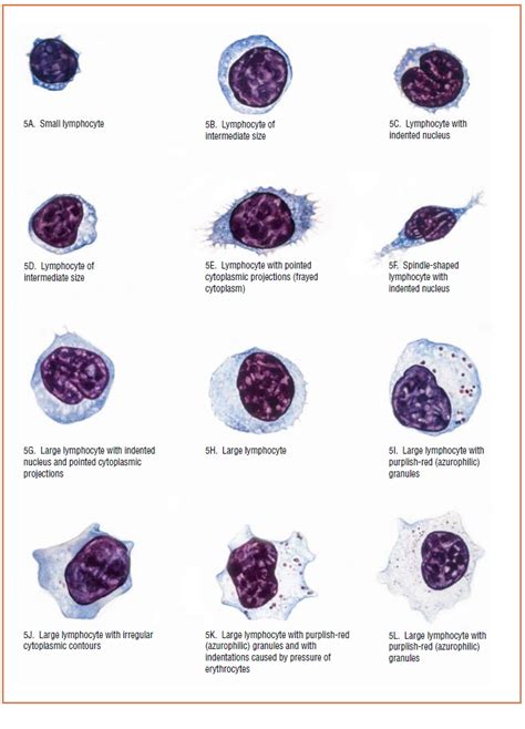 White blood cells: Description, Classification and Formation | Medical Laboratories