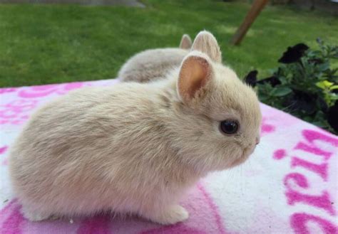 Know Everything About Netherland Dwarf Rabbit Breed