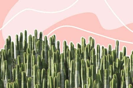 15 Amazing Uses and Benefits of Cactus Plants - Petal Republic