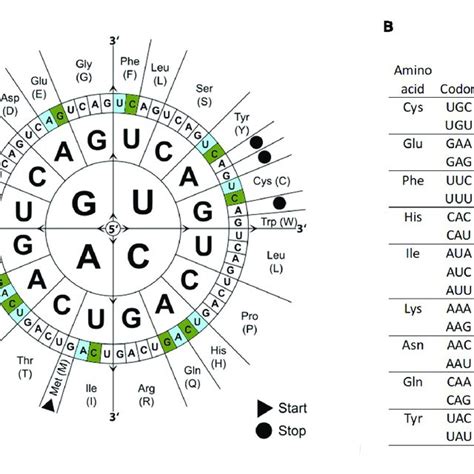 | Codon usage bias in P. patens as compared to other selected... | Download Scientific Diagram