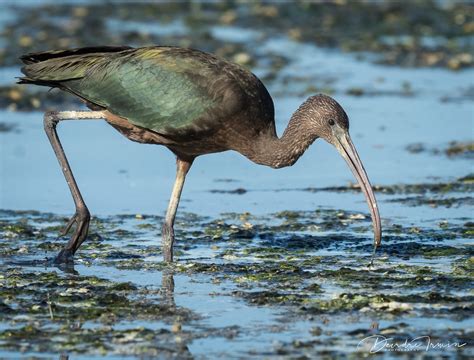 Glossy Ibis | At distance, Glossy Ibises look uniformly dark… | Flickr