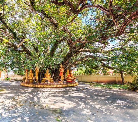 Buddha under the Bodhi Tree in ... | Stock image | Colourbox