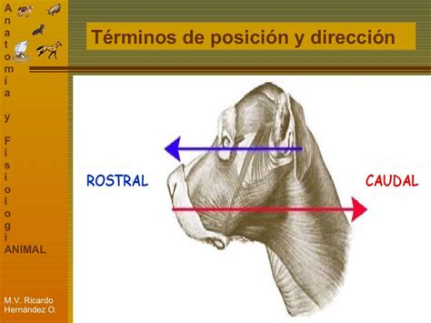 Unidad 1 Conceptos Basicos de Anatomia y Fisiologia Animal