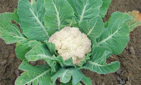 7 Cauliflower Growing Stages From Seed To Harvest