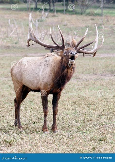 Elk wapiti bull antlers stock image. Image of animals - 1392973