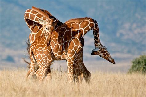 Giraffes seen battling for ‘alpha’ status in dramatic photo