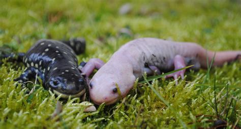 Métamorphose de l'Axolotl