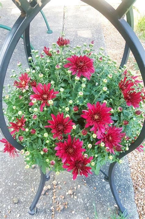 Grow the Best Fall Mums | Fall mums, Planting mums, Easy perennials