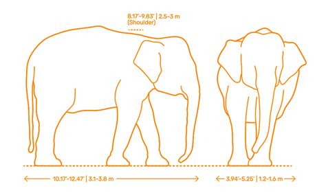 Pygmy Elephant Size Comparison