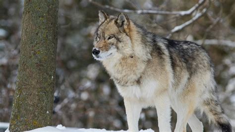 DNR investigates after timber wolf shot, dozens of ducks dumped ...